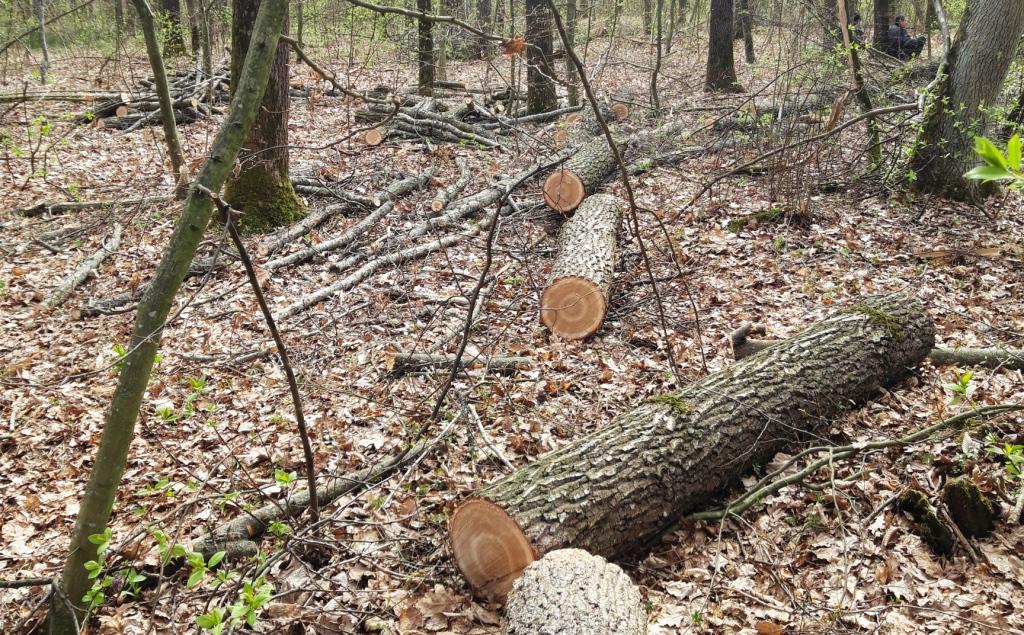 За незаконну порубку лісу житель Любарщини постане перед судом