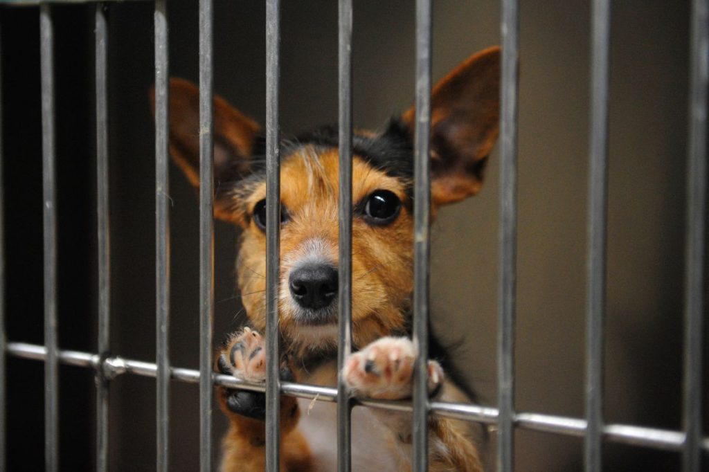 «Ні» жорстокості: що змінює закон про захист тварин?