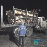 На Житомирщині незаконно вирубали майже півтори сотні цінних порід дерев