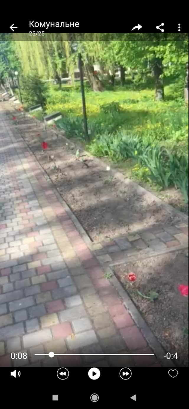 Любарщина: вкрадено 100 тюльпанів з клумби