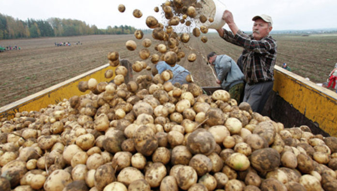 Україна буде забезпечена картоплею, її вартість рости не буде – експерт