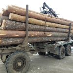 Любарські поліцейські перевіряють законність транспортування деревини