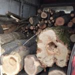 Любарщина: поліцейські виявили оборудки з лісом