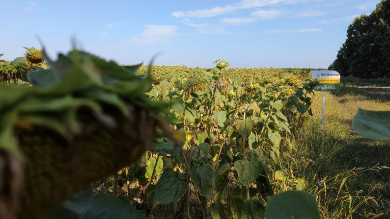 Жнива на Житомирщині: фермери зібрали ранніх зернових більше, ніж у минулому році