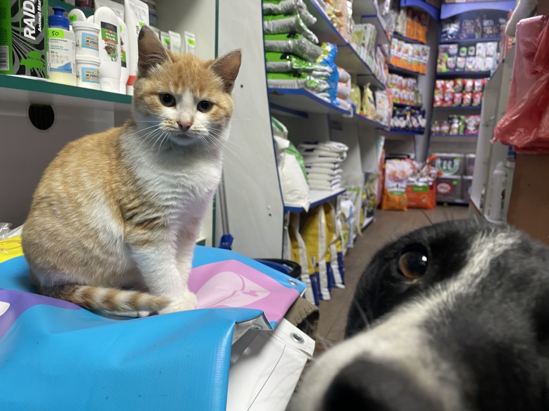 Як ветаптека в Любарі стала домівкою для безпритульних тварин