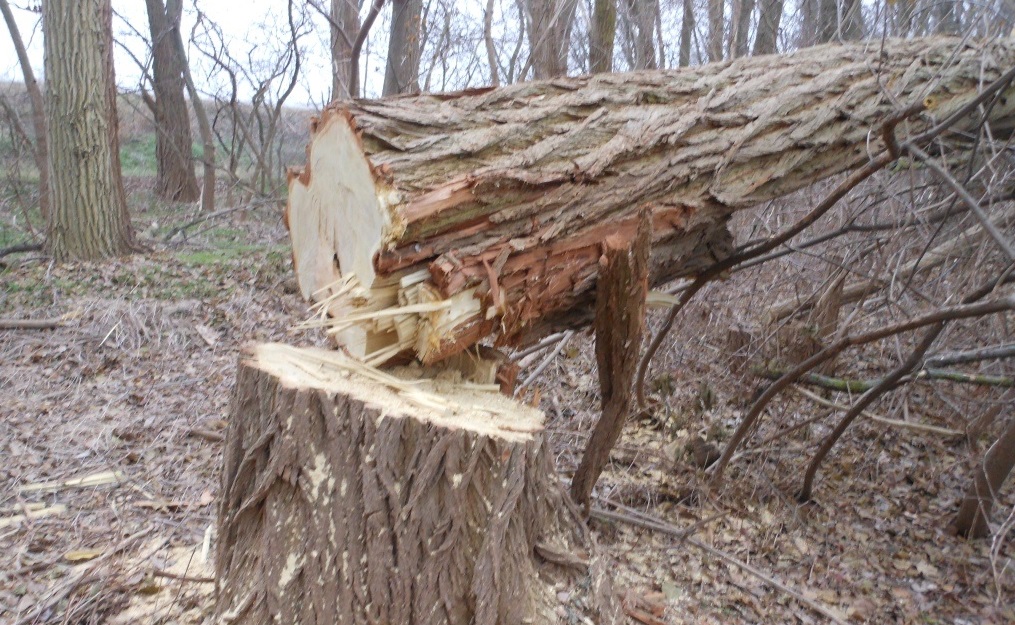 Жителя Любарської ОТГ засуджено за незаконну порубку дерев