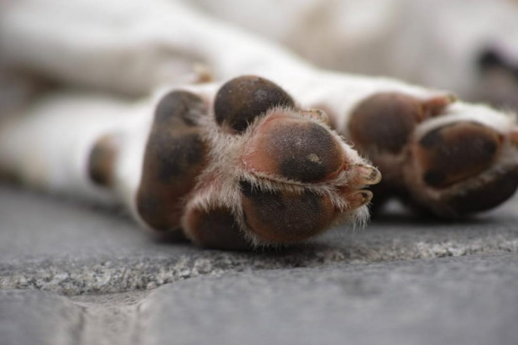 Поліція встановлює обставини загибелі собаки у Баранівці
