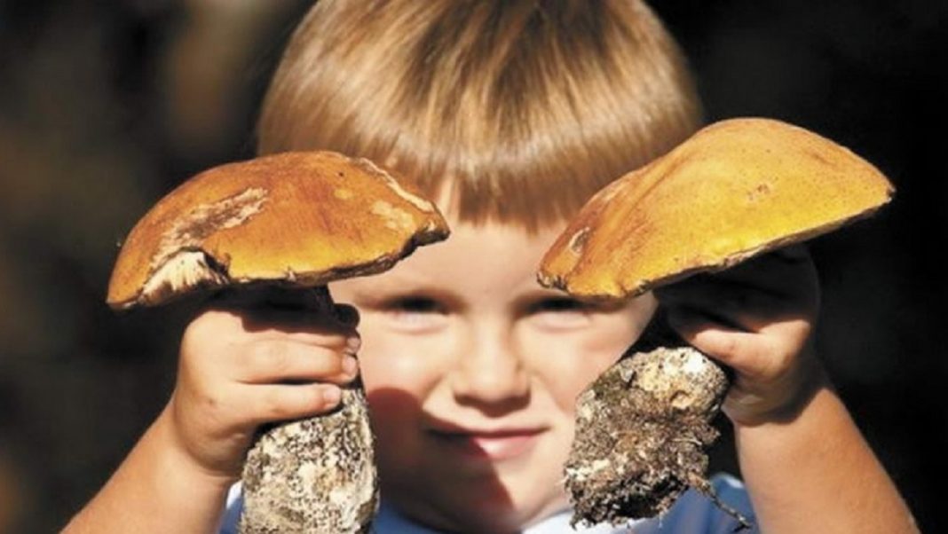 У Романівській громаді дитина отруїлась грибами: перший випадок отруєння цьогоріч