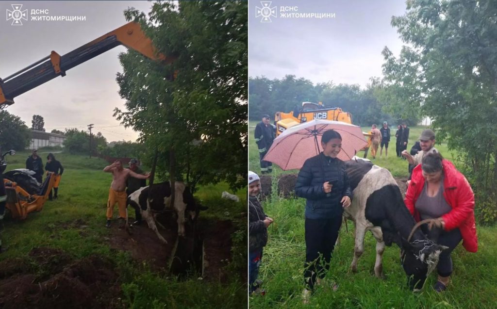 На Любарщині діставали корову з пожежної водойми: задіяли рятувальників та навантажувач