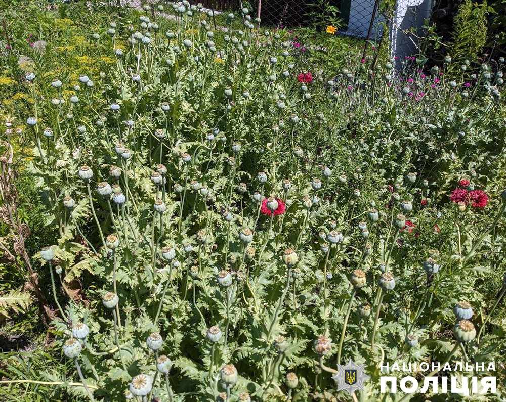 Жителька Романівської громади виростила понад 300 макових рослин: поліція знайшла і вилучила