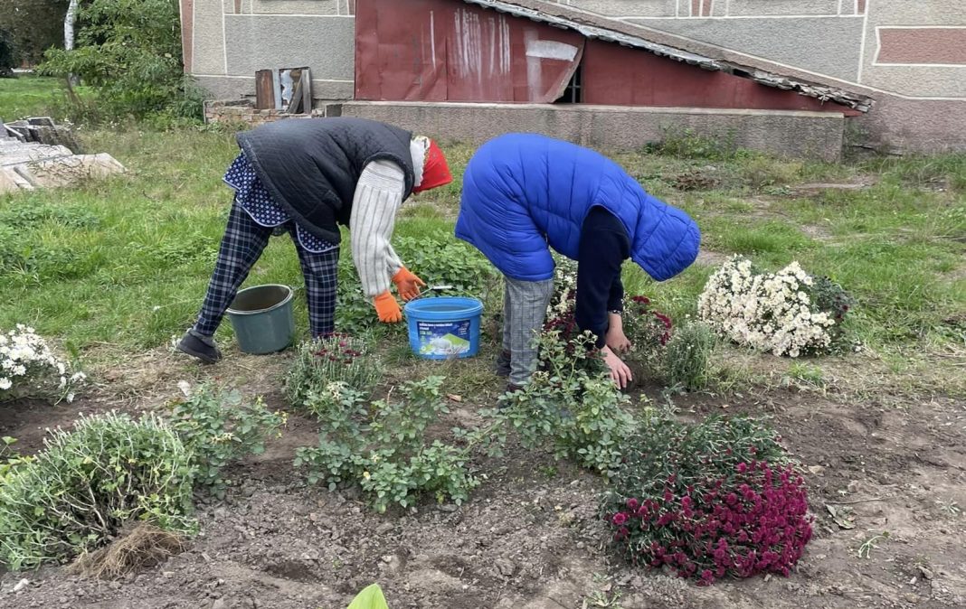 У любарському Парку Слави висадили 20 кущів хризантем