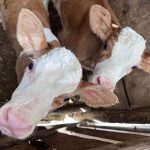 Обстеження і щеплення худоби у Любарській громаді: закликають ідентифікувати новонароджених телят вже з 7-денного віку