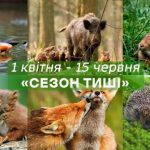 “Сезон тиші” стартував з 1 квітня: що заборонено робити в лісі