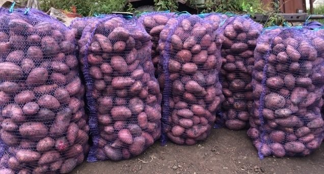Любарська лікарня просить допомогти із заготівлею картоплі для харчування пацієнтів