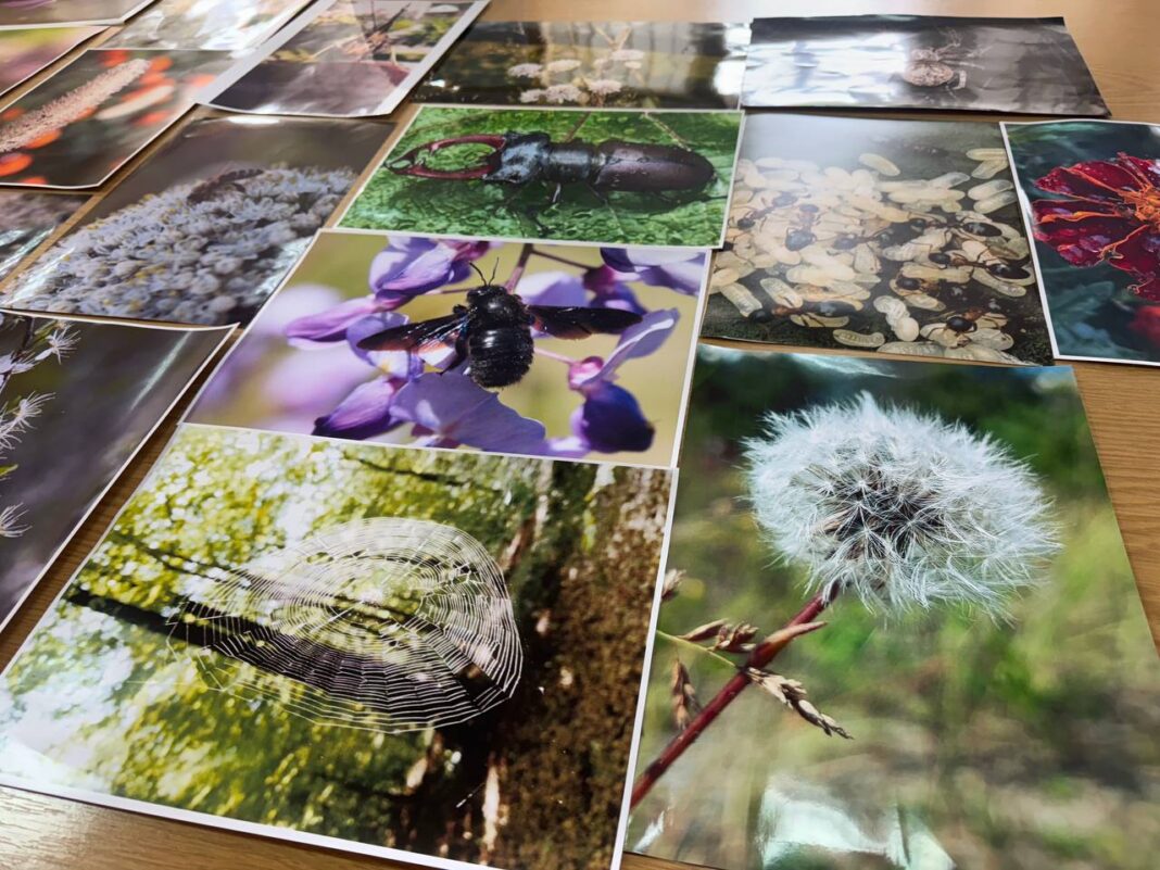 Матвійчук Надію здобула перемогу у виставці-конкурсі юних фотоаматорів «Моя Україно!»